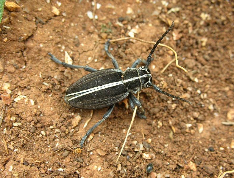 Dorcadion arenarium subcarinatum (Col.,Cerambycidae)